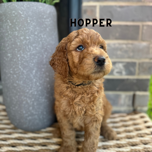 Goldendoodle Puppies
