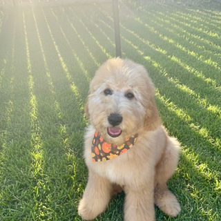 Goldendoodles for sale, Goldendoodle puppies for sale in Austin Texas, Goldendoodle puppies for sale in Dallas Texas,
Goldendoodle puppies for sale in Houston Texas, F1b goldendoodle puppies for sale in Houston Texas, F1bb Goldendoodle puppies for sale in Houston Texas, Mini Goldendooodles for sale in Houston Texas, Mini Goldendoodles for sale in Austin Texas, Mini Goldendoodles for sale in Dallas Texas, F1bb Goldendoodles for sale in Dallas, F1bb Goldendoodles for sale in Austin Texas, Red Goldendoodles for sale in Houston, Red Goldendoodles for sale in Dallas, Red Goldendoodles for sale in Austin Texas, Brown Goldendoodles for sale in Austin Texas, Brown Goldendoodle puppies for sale in Dallas, Brown Goldendoodles for sale in Houston Texas, Red poodles for sale in Dallas Texas, Red Poodles for sale near me, Red poodles for sale in Houston Texas, Red poodles for sale in Houston Texas, Golden retriever for sale near me, Poodle mixes for sale near me, Small Goldendoodles for sale near me, Goldendoodle puppies for adoption near me, Goldendoodles for adoption in Houston Texas, puppies for sale near me, Hypoallergenic puppies for sale in Houston, Hypoallergenic puppies for sale in Austin Texas, Non shedding puppies for sale in Austin Texas, Non shedding puppies for sale in Houston Texas, Golden doodles for sale near me, Golden doodles for sale in Houston Texas, Goldendoodle pups near me, Goldendoodle breeders in Texas, Best Goldendoodle breeder in Texas, Goldendoodles for sale in Louisiana, Tuxedo Goldendoodles for sale, Parti Goldendoodles for sale, Goldendoodles for sale in Texas, Red Goldendoodles for sale in Texas, Green eye Goldendoodle puppies for sale in Texas, Good Goldendoodle breeders near me, Goldendoodle groomers near me, Best Goldendoodle groomer in Houston, Best poodle groomer in Houston Texas, Groomers in Houston, Best Houston groomers, Goldendoodle daycares near me, , Best Goldendoodle breeders, F1b or F1bb Goldendoodle, Red Goldendoodle puppies, brown Goldendoodle puppies, Goldendoodle puppies for sale near me, Goldendoodle puppies for sale near me, Goldendoodles for sale in Houston, Goldendoodles for sale in el paso, Goldendoodles for sale in fort worth, Goldendoodles for sale in west Texas, Goldendoodles for sale in Mcallen, Goldendoodle puppies for sale in Mcallen Texas, Goldendoodle puppies for sale in el Paso, Goldendooles puppies for sale in Dallas Texas, Goldendoodles for sale in Texas, Puppies for sale in Texas, Puppies for sale in Texas, Puppies for sale in Louisiana, Red goldendoodles for sale near me, Goldendoodles for sale in Nebraska, Goldendoodles for sale in Omaha, Goldendoodles for sale in Lincoln Nebraska, F1b Goldendoodles for sale in Nebraska, F1bb Goldendoodles for sale in Nebraska, F1b Goldendoodles for sale in Nashville, F1bb Goldendoodles for sale in Nashville, F1b Goldendoodles for sale in Atlanta, F1bb Goldendoodles for sale in Atlanta, Mini Goldendoodles for sale in Omaha, Mini Goldendoodles for sale in el paso, F1bb mini Goldendoodles for sale in Atlanta Georgia, Best goldendoodle breeders in texas, Best goldendoodle breeders 