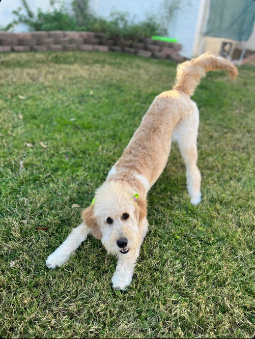 Goldendoodle puppies for sale in Houston, Texas
Goldendoodle puppies for sale in Austin Texas
Goldendoodle puppies for sale in Baton Rouge
Goldendoodle puppies for sale in Katy, Texas
Goldendoodle puppies for sale in the woodlands
Goldendoodle puppies for sale in Dallas
Goldendoodle puppies for sale in Fort Worth