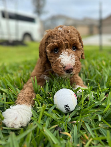 Pepper's First Time Playing Fetch!