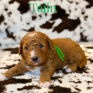 Goldendoodles for sale, Goldendoodle for sale,Goldendoodle puppies for sale, Goldendoodle for sale, Goldendoodle pups near me, Goldendoodles for sale near me, Goldendoodles for sale in Texas, Goldendoodles for sale in North Texas, Goldendoodles for sale in Louisiana, Goldendoodles for sale in West Texas, Goldendoodles for sale in Pearland, Goldendoodles for sale in Katy Texas, Puppies for sale near me, Goldendoodle puppies for adoption near me, Goldendoodles for adoption in Houston Texas, Goldendoodle puppies for sale in Houston Texas, Goldendoodles for sale in Houston Texas, F1B Goldendoodle puppies for sale in Houston Texas, F1BB Goldendoodle puppies for sale in Houston Texas, Mini Goldendoodles for sale in Houston Texas, Medium Goldendoodles for sale in Houston Texas, Red Goldendoodles for sale in Houston Texas, Brown Goldendoodles for sale in Houston Texas, Golden Doodles for sale in Houston Texas, Goldendoodle puppies for sale in Austin Texas, Goldendoodles for sale in Austin Texas, Mini Goldendoodles for sale in Austin Texas, Medium Goldendoodles for sale in Austin Texas, Red Goldendoodles for sale in Austin Texas, Brown Goldendoodles for sale in Austin Texas, Golden Doodles for sale in Austin Texas, Goldendoodle puppies for sale in Dallas Texas, Goldendoodles for sale in Dallas Texas, Mini Goldendoodles for sale in Dallas Texas, Red Goldendoodles for sale in Dallas Texas, Brown Goldendoodle puppies for sale in Dallas Texas, F1BB Goldendoodles for sale in Dallas Texas, Medium Goldendoodles for sale in El Paso Texas, Medium Goldendoodles for sale in West Texas, Medium Goldendoodles for sale in Texas, Goldendoodles for sale in Pearland Texas, Goldendoodles for sale in Katy Texas, Medium Goldendoodles for sale in Nebraska, Medium Goldendoodles for sale in Nashville, Mini Goldendoodles for sale, Mini Goldendoodles for sale near me, Small Goldendoodles for sale near me, Medium Goldendoodles for sale, Petite Goldendoodles for sale, Standard Goldendoodles for sale, F1B Goldendoodle puppies for sale, F1BB Goldendoodle puppies for sale, F1B Goldendoodles for sale, F1BB Goldendoodles for sale, F1B vs F1BB Goldendoodle, F1B or F1BB Goldendoodle, Red Goldendoodle puppies, Red Goldendoodles for sale, Red Goldendoodles for sale in Texas, Red Goldendoodles for sale in Houston Texas, Red Goldendoodles for sale in Dallas Texas, Red Goldendoodles for sale in Austin Texas, Brown Goldendoodle puppies, Brown Goldendoodles for sale, Brown Goldendoodles for sale in Houston Texas, Brown Goldendoodles for sale in Austin Texas, Brown Goldendoodle puppies for sale in Dallas Texas, Tuxedo Goldendoodles for sale, Parti Goldendoodles for sale, Green-eyed Goldendoodle puppies, Goldendoodle breeders, Goldendoodle breeders near me, Goldendoodle breeders in Texas, Best Goldendoodle breeders, Best Goldendoodle breeder in Texas, Good Goldendoodle breeders near me, Goldendoodle studs, Goldendoodle studs near me, Goldendoodle studs in Texas, Goldendoodle studs in Austin Texas, Goldendoodle studs in Dallas Texas, Goldendoodle studs in Waco Texas, Goldendoodle studs in Arizona, Goldendoodle studs in Florida, Goldendoodle studs in New Mexico, Goldendoodle studs in Nebraska, Goldendoodle studs in California, Goldendoodle studs in New York, Mini Goldendoodle studs, Mini Goldendoodle studs in Texas, Medium Goldendoodle studs, Standard Goldendoodle studs, Petite Goldendoodle studs, Tuxedo Goldendoodle studs, Parti Goldendoodle studs, Goldendoodle studs with OFA, Goldendoodle studs with OFA and Embark, Embarked Goldendoodle studs, Embarked Goldendoodle studs in Texas, Health-tested Goldendoodle studs, Goldendoodle sires, The best Goldendoodle studs, Breed my female Goldendoodle, Red Poodles for sale, Red Poodles for sale near me, Red Poodles for sale in Houston Texas, Red Poodles for sale in Dallas Texas, Poodle mixes for sale near me, Poodle groomers near me, Best Poodle groomer in Houston Texas, Hypoallergenic puppies for sale, Hypoallergenic puppies for sale in Houston Texas, Hypoallergenic puppies for sale in Austin Texas, Non-shedding puppies for sale, Non-shedding puppies for sale in Austin Texas, Non-shedding puppies for sale in Houston Texas, Goldendoodle groomers, Goldendoodle groomers near me, Best Goldendoodle groomer in Houston, Best Goldendoodle groomer in Houston Texas, Groomers in Houston, Best Houston groomers, Goldendoodle daycares near me, Golden Retriever for sale near me, Red puppies for sale, Golden Doodles for sale, Golden Doodles for sale near me, Golden Doodle puppies for sale