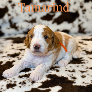Goldendoodles for sale, Goldendoodle for sale,Goldendoodle puppies for sale, Goldendoodle for sale, Goldendoodle pups near me, Goldendoodles for sale near me, Goldendoodles for sale in Texas, Goldendoodles for sale in North Texas, Goldendoodles for sale in Louisiana, Goldendoodles for sale in West Texas, Goldendoodles for sale in Pearland, Goldendoodles for sale in Katy Texas, Puppies for sale near me, Goldendoodle puppies for adoption near me, Goldendoodles for adoption in Houston Texas, Goldendoodle puppies for sale in Houston Texas, Goldendoodles for sale in Houston Texas, F1B Goldendoodle puppies for sale in Houston Texas, F1BB Goldendoodle puppies for sale in Houston Texas, Mini Goldendoodles for sale in Houston Texas, Medium Goldendoodles for sale in Houston Texas, Red Goldendoodles for sale in Houston Texas, Brown Goldendoodles for sale in Houston Texas, Golden Doodles for sale in Houston Texas, Goldendoodle puppies for sale in Austin Texas, Goldendoodles for sale in Austin Texas, Mini Goldendoodles for sale in Austin Texas, Medium Goldendoodles for sale in Austin Texas, Red Goldendoodles for sale in Austin Texas, Brown Goldendoodles for sale in Austin Texas, Golden Doodles for sale in Austin Texas, Goldendoodle puppies for sale in Dallas Texas, Goldendoodles for sale in Dallas Texas, Mini Goldendoodles for sale in Dallas Texas, Red Goldendoodles for sale in Dallas Texas, Brown Goldendoodle puppies for sale in Dallas Texas, F1BB Goldendoodles for sale in Dallas Texas, Medium Goldendoodles for sale in El Paso Texas, Medium Goldendoodles for sale in West Texas, Medium Goldendoodles for sale in Texas, Goldendoodles for sale in Pearland Texas, Goldendoodles for sale in Katy Texas, Medium Goldendoodles for sale in Nebraska, Medium Goldendoodles for sale in Nashville, Mini Goldendoodles for sale, Mini Goldendoodles for sale near me, Small Goldendoodles for sale near me, Medium Goldendoodles for sale, Petite Goldendoodles for sale, Standard Goldendoodles for sale, F1B Goldendoodle puppies for sale, F1BB Goldendoodle puppies for sale, F1B Goldendoodles for sale, F1BB Goldendoodles for sale, F1B vs F1BB Goldendoodle, F1B or F1BB Goldendoodle, Red Goldendoodle puppies, Red Goldendoodles for sale, Red Goldendoodles for sale in Texas, Red Goldendoodles for sale in Houston Texas, Red Goldendoodles for sale in Dallas Texas, Red Goldendoodles for sale in Austin Texas, Brown Goldendoodle puppies, Brown Goldendoodles for sale, Brown Goldendoodles for sale in Houston Texas, Brown Goldendoodles for sale in Austin Texas, Brown Goldendoodle puppies for sale in Dallas Texas, Tuxedo Goldendoodles for sale, Parti Goldendoodles for sale, Green-eyed Goldendoodle puppies, Goldendoodle breeders, Goldendoodle breeders near me, Goldendoodle breeders in Texas, Best Goldendoodle breeders, Best Goldendoodle breeder in Texas, Good Goldendoodle breeders near me, Goldendoodle studs, Goldendoodle studs near me, Goldendoodle studs in Texas, Goldendoodle studs in Austin Texas, Goldendoodle studs in Dallas Texas, Goldendoodle studs in Waco Texas, Goldendoodle studs in Arizona, Goldendoodle studs in Florida, Goldendoodle studs in New Mexico, Goldendoodle studs in Nebraska, Goldendoodle studs in California, Goldendoodle studs in New York, Mini Goldendoodle studs, Mini Goldendoodle studs in Texas, Medium Goldendoodle studs, Standard Goldendoodle studs, Petite Goldendoodle studs, Tuxedo Goldendoodle studs, Parti Goldendoodle studs, Goldendoodle studs with OFA, Goldendoodle studs with OFA and Embark, Embarked Goldendoodle studs, Embarked Goldendoodle studs in Texas, Health-tested Goldendoodle studs, Goldendoodle sires, The best Goldendoodle studs, Breed my female Goldendoodle, Red Poodles for sale, Red Poodles for sale near me, Red Poodles for sale in Houston Texas, Red Poodles for sale in Dallas Texas, Poodle mixes for sale near me, Poodle groomers near me, Best Poodle groomer in Houston Texas, Hypoallergenic puppies for sale, Hypoallergenic puppies for sale in Houston Texas, Hypoallergenic puppies for sale in Austin Texas, Non-shedding puppies for sale, Non-shedding puppies for sale in Austin Texas, Non-shedding puppies for sale in Houston Texas, Goldendoodle groomers, Goldendoodle groomers near me, Best Goldendoodle groomer in Houston, Best Goldendoodle groomer in Houston Texas, Groomers in Houston, Best Houston groomers, Goldendoodle daycares near me, Golden Retriever for sale near me, Red puppies for sale, Golden Doodles for sale, Golden Doodles for sale near me, Golden Doodle puppies for sale
