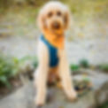 F1BB Goldendoodle_edited.jpg