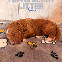 Goldendoodles for sale near me, Goldendoodles for sale near Texas, Goldendoodles for sale, Goldendoodles for sale in Houston Texas, Mini Goldendoodles for sale in Houston, Mini Goldendoodles for sale in Austin Texas, Mini Goldendoodles for sale in Dallas Texas, Mini F1b Goldendoodles for sale near me, Mini F1b Goldendoodles for sale in. Austin Texas, Standard Goldendoodles for sale in Houston, Standard Goldendoodles for sale in Austin Texas, Red Goldendoodles for sale near me, Parti Goldendoodles for sale near me, Parti Goldendoodles for sale in Texas, Tuxedo Goldendoodles for sale in Texas, Goldendoodles, brown goldendoodles for sale near me, Golden goldendoodles for sale near me, F1bb Goldendoodles for sale in Houston Texas, F1bb mini goldendoodles for sale in Houston Texas. Mini F1bb Goldendoodles for sale in Austin Texas, Cute Goldendoodle puppies for sale near me, Goldendoodle puppies for sale in Houston Texas, Mini Goldendoodle puppies for sale in Austin Texas, Goldendoodle for sale, Golden doodle for sale near me, Goldendoodles for sale near me, Goldendoodle puppies near me, Goldendoodle puppy near me, Goldendoodle red puppy for sale near me,Goldendoodles for sale in Houston Texas, Goldendoodles for sale in Austin Texas, Goldendoodle puppies for sale, Golden doodle puppies for sale near me, Doodle puppies for sale near me, Red Goldendoodles for sale near me, Red Goldendoodles for sale in Louisiana, F1b Goldendoodles for sale, F1bb goldendoodles for sale near me, Mini goldendoodles for sale near me, Medium goldendoodles for sale Houston Texas, Medium goldendoodles for sale in Katy texas, mini goldendoodles for sale in Texas, Medium goldendoodles for sale in Pearland, Mini goldendoodles for sale in Katy Texas, Mini Goldendoodles for sale in Pearland Texas, Goldendoodles for sale in Omaha Nebraska, Mini Goldendoodles for sale in Lincoln Nebraska 