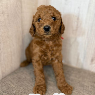 Goldendoodles for sale, Goldendoodle puppies for sale in Austin Texas, Goldendoodle puppies for sale in Dallas Texas,
Goldendoodle puppies for sale in Houston Texas, F1b goldendoodle puppies for sale in Houston Texas, F1bb Goldendoodle puppies for sale in Houston Texas, Mini Goldendooodles for sale in Houston Texas, Mini Goldendoodles for sale in Austin Texas, Mini Goldendoodles for sale in Dallas Texas, F1bb Goldendoodles for sale in Dallas, F1bb Goldendoodles for sale in Austin Texas, Red Goldendoodles for sale in Houston, Red Goldendoodles for sale in Dallas, Red Goldendoodles for sale in Austin Texas, Brown Goldendoodles for sale in Austin Texas, Brown Goldendoodle puppies for sale in Dallas, Brown Goldendoodles for sale in Houston Texas, Red poodles for sale in Dallas Texas, Red Poodles for sale near me, Red poodles for sale in Houston Texas, Red poodles for sale in Houston Texas, Golden retriever for sale near me, Poodle mixes for sale near me, Small Goldendoodles for sale near me, Goldendoodle puppies for adoption near me, Goldendoodles for adoption in Houston Texas, puppies for sale near me, Hypoallergenic puppies for sale in Houston, Hypoallergenic puppies for sale in Austin Texas, Non shedding puppies for sale in Austin Texas, Non shedding puppies for sale in Houston Texas, Golden doodles for sale near me, Golden doodles for sale in Houston Texas, Goldendoodle pups near me, Goldendoodle breeders in Texas, Best Goldendoodle breeder in Texas, Goldendoodles for sale in Louisiana, Tuxedo Goldendoodles for sale, Parti Goldendoodles for sale, Goldendoodles for sale in Texas, Red Goldendoodles for sale in Texas, Green eye Goldendoodle puppies for sale in Texas, Good Goldendoodle breeders near me, Goldendoodle groomers near me, Best Goldendoodle groomer in Houston, Best poodle groomer in Houston Texas, Groomers in Houston, Best Houston groomers, Goldendoodle daycares near me, , Best Goldendoodle breeders, F1b or F1bb Goldendoodle, Red Goldendoodle puppies, brown Goldendoodle puppies,