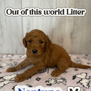Goldendoodles for sale, Goldendoodle puppies for sale in Austin Texas, Goldendoodle puppies for sale in Dallas Texas,
Goldendoodle puppies for sale in Houston Texas, F1b goldendoodle puppies for sale in Houston Texas, F1bb Goldendoodle puppies for sale in Houston Texas, Mini Goldendooodles for sale in Houston Texas, Mini Goldendoodles for sale in Austin Texas, Mini Goldendoodles for sale in Dallas Texas, F1bb Goldendoodles for sale in Dallas, F1bb Goldendoodles for sale in Austin Texas, Red Goldendoodles for sale in Houston, Red Goldendoodles for sale in Dallas, Red Goldendoodles for sale in Austin Texas, Brown Goldendoodles for sale in Austin Texas, Brown Goldendoodle puppies for sale in Dallas, Brown Goldendoodles for sale in Houston Texas, Red poodles for sale in Dallas Texas, Red Poodles for sale near me, Red poodles for sale in Houston Texas, Red poodles for sale in Houston Texas, Golden retriever for sale near me, Poodle mixes for sale near me, Small Goldendoodles for sale near me, Goldendoodle puppies for adoption near me, Goldendoodles for adoption in Houston Texas, puppies for sale near me, Hypoallergenic puppies for sale in Houston, Hypoallergenic puppies for sale in Austin Texas, Non shedding puppies for sale in Austin Texas, Non shedding puppies for sale in Houston Texas, Golden doodles for sale near me, Golden doodles for sale in Houston Texas, Goldendoodle pups near me, Goldendoodle breeders in Texas, Best Goldendoodle breeder in Texas, Goldendoodles for sale in Louisiana, Tuxedo Goldendoodles for sale, Parti Goldendoodles for sale, Goldendoodles for sale in Texas, Red Goldendoodles for sale in Texas, Green eye Goldendoodle puppies for sale in Texas, Good Goldendoodle breeders near me, Goldendoodle groomers near me, Best Goldendoodle groomer in Houston, Best poodle groomer in Houston Texas, Groomers in Houston, Best Houston groomers, Goldendoodle daycares near me, , Best Goldendoodle breeders, F1b or F1bb Goldendoodle, Red Goldendoodle puppies, brown Goldendoodle puppies,