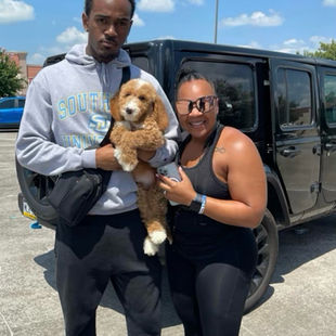 F1bb Goldendoodle for sale in Houston, F1bb Goldendoodles for sale, F1b Goldendoodles for sale,
F1bb Goldendoodle for sale, F1b Goldendoodle for sale, F1bb Mini Goldendoodle for sale,
F1bb Mini Goldendoodles for sale,
F1b Mini Goldendoodles for sale, F1b Mini Goldendoodle for sale, Mini Goldendoodles for sale near me, Medium Goldendoodles for sale near me, Medium Goldendoodle puppies for sale near me, Standard Goldendoodles for sale near me, Tuxedo Goldendoodles for sale near me, Parti Goldendoodles for sale in Houston Texas, Goldendoodles for sale in Texas, Goldendoodle breeders in Houston Texas, Multi Gen Goldendoodles for sale near me, Doodles for sale near me, Doodle puppies for sales near me, Puppies for sale near me, Non shedding puppies for sale near me, Hypoallergenic puppies for sale near me, Goldendoodles for adoption near me, Goldendoodles for sale near me, Texas Goldendoodles for sale, Houston Goldendoodles for sale, Red Goldendoodles for sale near me