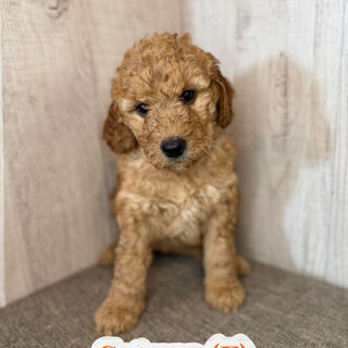 Goldendoodles for sale, Goldendoodle puppies for sale in Austin Texas, Goldendoodle puppies for sale in Dallas Texas,
Goldendoodle puppies for sale in Houston Texas, F1b goldendoodle puppies for sale in Houston Texas, F1bb Goldendoodle puppies for sale in Houston Texas, Mini Goldendooodles for sale in Houston Texas, Mini Goldendoodles for sale in Austin Texas, Mini Goldendoodles for sale in Dallas Texas, F1bb Goldendoodles for sale in Dallas, F1bb Goldendoodles for sale in Austin Texas, Red Goldendoodles for sale in Houston, Red Goldendoodles for sale in Dallas, Red Goldendoodles for sale in Austin Texas, Brown Goldendoodles for sale in Austin Texas, Brown Goldendoodle puppies for sale in Dallas, Brown Goldendoodles for sale in Houston Texas, Red poodles for sale in Dallas Texas, Red Poodles for sale near me, Red poodles for sale in Houston Texas, Red poodles for sale in Houston Texas, Golden retriever for sale near me, Poodle mixes for sale near me, Small Goldendoodles for sale near me, Goldendoodle puppies for adoption near me, Goldendoodles for adoption in Houston Texas, puppies for sale near me, Hypoallergenic puppies for sale in Houston, Hypoallergenic puppies for sale in Austin Texas, Non shedding puppies for sale in Austin Texas, Non shedding puppies for sale in Houston Texas, Golden doodles for sale near me, Golden doodles for sale in Houston Texas, Goldendoodle pups near me, Goldendoodle breeders in Texas, Best Goldendoodle breeder in Texas, Goldendoodles for sale in Louisiana, Tuxedo Goldendoodles for sale, Parti Goldendoodles for sale, Goldendoodles for sale in Texas, Red Goldendoodles for sale in Texas, Green eye Goldendoodle puppies for sale in Texas, Good Goldendoodle breeders near me, Goldendoodle groomers near me, Best Goldendoodle groomer in Houston, Best poodle groomer in Houston Texas, Groomers in Houston, Best Houston groomers, Goldendoodle daycares near me, , Best Goldendoodle breeders, F1b or F1bb Goldendoodle, Red Goldendoodle puppies, brown Goldendoodle puppies,