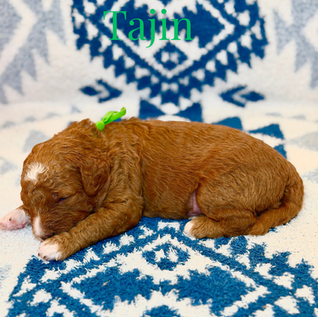 Goldendoodles for sale, Goldendoodle puppies for sale, Goldendoodle for sale, Goldendoodle pups near me, Goldendoodles for sale near me, Goldendoodles for sale in Texas, Goldendoodles for sale in North Texas, Goldendoodles for sale in Louisiana, Goldendoodles for sale in West Texas, Goldendoodles for sale in Pearland, Goldendoodles for sale in Katy Texas, Puppies for sale near me, Goldendoodle puppies for adoption near me, Goldendoodles for adoption in Houston Texas, Goldendoodle puppies for sale in Houston Texas, Goldendoodles for sale in Houston Texas, F1B Goldendoodle puppies for sale in Houston Texas, F1BB Goldendoodle puppies for sale in Houston Texas, Mini Goldendoodles for sale in Houston Texas, Medium Goldendoodles for sale in Houston Texas, Red Goldendoodles for sale in Houston Texas, Brown Goldendoodles for sale in Houston Texas, Golden Doodles for sale in Houston Texas, Goldendoodle puppies for sale in Austin Texas, Goldendoodles for sale in Austin Texas, Mini Goldendoodles for sale in Austin Texas, Medium Goldendoodles for sale in Austin Texas, Red Goldendoodles for sale in Austin Texas, Brown Goldendoodles for sale in Austin Texas, Golden Doodles for sale in Austin Texas, Goldendoodle puppies for sale in Dallas Texas, Goldendoodles for sale in Dallas Texas, Mini Goldendoodles for sale in Dallas Texas, Red Goldendoodles for sale in Dallas Texas, Brown Goldendoodle puppies for sale in Dallas Texas, F1BB Goldendoodles for sale in Dallas Texas, Medium Goldendoodles for sale in El Paso Texas, Medium Goldendoodles for sale in West Texas, Medium Goldendoodles for sale in Texas, Goldendoodles for sale in Pearland Texas, Goldendoodles for sale in Katy Texas, Medium Goldendoodles for sale in Nebraska, Medium Goldendoodles for sale in Nashville, Mini Goldendoodles for sale, Mini Goldendoodles for sale near me, Small Goldendoodles for sale near me, Medium Goldendoodles for sale, Petite Goldendoodles for sale, Standard Goldendoodles for sale, F1B Goldendoodle puppies for sale, F1BB Goldendoodle puppies for sale, F1B Goldendoodles for sale, F1BB Goldendoodles for sale, F1B vs F1BB Goldendoodle, F1B or F1BB Goldendoodle, Red Goldendoodle puppies, Red Goldendoodles for sale, Red Goldendoodles for sale in Texas, Red Goldendoodles for sale in Houston Texas, Red Goldendoodles for sale in Dallas Texas, Red Goldendoodles for sale in Austin Texas, Brown Goldendoodle puppies, Brown Goldendoodles for sale, Brown Goldendoodles for sale in Houston Texas, Brown Goldendoodles for sale in Austin Texas, Brown Goldendoodle puppies for sale in Dallas Texas, Tuxedo Goldendoodles for sale, Parti Goldendoodles for sale, Green-eyed Goldendoodle puppies, Goldendoodle breeders, Goldendoodle breeders near me, Goldendoodle breeders in Texas, Best Goldendoodle breeders, Best Goldendoodle breeder in Texas, Good Goldendoodle breeders near me, Goldendoodle studs, Goldendoodle studs near me, Goldendoodle studs in Texas, Goldendoodle studs in Austin Texas, Goldendoodle studs in Dallas Texas, Goldendoodle studs in Waco Texas, Goldendoodle studs in Arizona, Goldendoodle studs in Florida, Goldendoodle studs in New Mexico, Goldendoodle studs in Nebraska, Goldendoodle studs in California, Goldendoodle studs in New York, Mini Goldendoodle studs, Mini Goldendoodle studs in Texas, Medium Goldendoodle studs, Standard Goldendoodle studs, Petite Goldendoodle studs, Tuxedo Goldendoodle studs, Parti Goldendoodle studs, Goldendoodle studs with OFA, Goldendoodle studs with OFA and Embark, Embarked Goldendoodle studs, Embarked Goldendoodle studs in Texas, Health-tested Goldendoodle studs, Goldendoodle sires, The best Goldendoodle studs, Breed my female Goldendoodle, Red Poodles for sale, Red Poodles for sale near me, Red Poodles for sale in Houston Texas, Red Poodles for sale in Dallas Texas, Poodle mixes for sale near me, Poodle groomers near me, Best Poodle groomer in Houston Texas, Hypoallergenic puppies for sale, Hypoallergenic puppies for sale in Houston Texas, Hypoallergenic puppies for sale in Austin Texas, Non-shedding puppies for sale, Non-shedding puppies for sale in Austin Texas, Non-shedding puppies for sale in Houston Texas, Goldendoodle groomers, Goldendoodle groomers near me, Best Goldendoodle groomer in Houston, Best Goldendoodle groomer in Houston Texas, Groomers in Houston, Best Houston groomers, Goldendoodle daycares near me, Golden Retriever for sale near me, Red puppies for sale, Golden Doodles for sale, Golden Doodles for sale near me, Golden Doodle puppies for sale