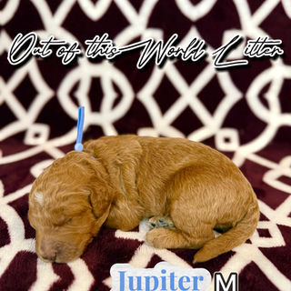 Goldendoodles for sale, Goldendoodle puppies for sale in Austin Texas, Goldendoodle puppies for sale in Dallas Texas,
Goldendoodle puppies for sale in Houston Texas, F1b goldendoodle puppies for sale in Houston Texas, F1bb Goldendoodle puppies for sale in Houston Texas, Mini Goldendooodles for sale in Houston Texas, Mini Goldendoodles for sale in Austin Texas, Mini Goldendoodles for sale in Dallas Texas, F1bb Goldendoodles for sale in Dallas, F1bb Goldendoodles for sale in Austin Texas, Red Goldendoodles for sale in Houston, Red Goldendoodles for sale in Dallas, Red Goldendoodles for sale in Austin Texas, Brown Goldendoodles for sale in Austin Texas, Brown Goldendoodle puppies for sale in Dallas, Brown Goldendoodles for sale in Houston Texas, Red poodles for sale in Dallas Texas, Red Poodles for sale near me, Red poodles for sale in Houston Texas, Red poodles for sale in Houston Texas, Golden retriever for sale near me, Poodle mixes for sale near me, Small Goldendoodles for sale near me, Goldendoodle puppies for adoption near me, Goldendoodles for adoption in Houston Texas, puppies for sale near me, Hypoallergenic puppies for sale in Houston, Hypoallergenic puppies for sale in Austin Texas, Non shedding puppies for sale in Austin Texas, Non shedding puppies for sale in Houston Texas, Golden doodles for sale near me, Golden doodles for sale in Houston Texas, Goldendoodle pups near me, Goldendoodle breeders in Texas, Best Goldendoodle breeder in Texas, Goldendoodles for sale in Louisiana, Tuxedo Goldendoodles for sale, Parti Goldendoodles for sale, Goldendoodles for sale in Texas, Red Goldendoodles for sale in Texas, Green eye Goldendoodle puppies for sale in Texas, Good Goldendoodle breeders near me, Goldendoodle groomers near me, Best Goldendoodle groomer in Houston, Best poodle groomer in Houston Texas, Groomers in Houston, Best Houston groomers, Goldendoodle daycares near me, , Best Goldendoodle breeders, F1b or F1bb Goldendoodle, Red Goldendoodle puppies, brown Goldendoodle puppies,