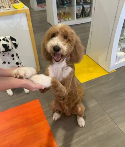 (Ripley).jpeg Tuxedo F1b Goldendoodle 