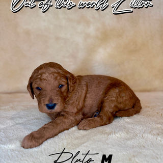 Goldendoodles for sale, Goldendoodle puppies for sale in Austin Texas, Goldendoodle puppies for sale in Dallas Texas,
Goldendoodle puppies for sale in Houston Texas, F1b goldendoodle puppies for sale in Houston Texas, F1bb Goldendoodle puppies for sale in Houston Texas, Mini Goldendooodles for sale in Houston Texas, Mini Goldendoodles for sale in Austin Texas, Mini Goldendoodles for sale in Dallas Texas, F1bb Goldendoodles for sale in Dallas, F1bb Goldendoodles for sale in Austin Texas, Red Goldendoodles for sale in Houston, Red Goldendoodles for sale in Dallas, Red Goldendoodles for sale in Austin Texas, Brown Goldendoodles for sale in Austin Texas, Brown Goldendoodle puppies for sale in Dallas, Brown Goldendoodles for sale in Houston Texas, Red poodles for sale in Dallas Texas, Red Poodles for sale near me, Red poodles for sale in Houston Texas, Red poodles for sale in Houston Texas, Golden retriever for sale near me, Poodle mixes for sale near me, Small Goldendoodles for sale near me, Goldendoodle puppies for adoption near me, Goldendoodles for adoption in Houston Texas, puppies for sale near me, Hypoallergenic puppies for sale in Houston, Hypoallergenic puppies for sale in Austin Texas, Non shedding puppies for sale in Austin Texas, Non shedding puppies for sale in Houston Texas, Golden doodles for sale near me, Golden doodles for sale in Houston Texas, Goldendoodle pups near me, Goldendoodle breeders in Texas, Best Goldendoodle breeder in Texas, Goldendoodles for sale in Louisiana, Tuxedo Goldendoodles for sale, Parti Goldendoodles for sale, Goldendoodles for sale in Texas, Red Goldendoodles for sale in Texas, Green eye Goldendoodle puppies for sale in Texas, Good Goldendoodle breeders near me, Goldendoodle groomers near me, Best Goldendoodle groomer in Houston, Best poodle groomer in Houston Texas, Groomers in Houston, Best Houston groomers, Goldendoodle daycares near me, , Best Goldendoodle breeders, F1b or F1bb Goldendoodle, Red Goldendoodle puppies, brown Goldendoodle puppies,