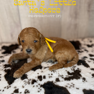 Goldendoodles for sale near me, Goldendoodles for sale near Texas, Goldendoodles for sale, Goldendoodles for sale in Houston Texas, Mini Goldendoodles for sale in Houston, Mini Goldendoodles for sale in Austin Texas, Mini Goldendoodles for sale in Dallas Texas, Mini F1b Goldendoodles for sale near me, Mini F1b Goldendoodles for sale in. Austin Texas, Standard Goldendoodles for sale in Houston, Standard Goldendoodles for sale in Austin Texas, Red Goldendoodles for sale near me, Parti Goldendoodles for sale near me, Parti Goldendoodles for sale in Texas, Tuxedo Goldendoodles for sale in Texas, Goldendoodles, brown goldendoodles for sale near me, Golden goldendoodles for sale near me, F1bb Goldendoodles for sale in Houston Texas, F1bb mini goldendoodles for sale in Houston Texas. Mini F1bb Goldendoodles for sale in Austin Texas, Cute Goldendoodle puppies for sale near me, Goldendoodle puppies for sale in Houston Texas, Mini Goldendoodle puppies for sale in Austin Texas, Goldendoodle for sale, Golden doodle for sale near me, Goldendoodles for sale near me, Goldendoodle puppies near me, Goldendoodle puppy near me, Goldendoodle red puppy for sale near me,Goldendoodles for sale in Houston Texas, Goldendoodles for sale in Austin Texas, Goldendoodle puppies for sale, Golden doodle puppies for sale near me, Doodle puppies for sale near me, Red Goldendoodles for sale near me, Red Goldendoodles for sale in Louisiana, F1b Goldendoodles for sale, F1bb goldendoodles for sale near me, Mini goldendoodles for sale near me, Medium goldendoodles for sale Houston Texas, Medium goldendoodles for sale in Katy texas, mini goldendoodles for sale in Texas, Medium goldendoodles for sale in Pearland, Mini goldendoodles for sale in Katy Texas, Mini Goldendoodles for sale in Pearland Texas, Goldendoodles for sale in Omaha Nebraska, Mini Goldendoodles for sale in Lincoln Nebraska