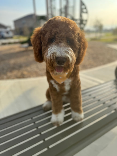 Goldendoodle puppies for sale in Houston, Texas 
F1b Goldendoodle puppies for sale in Houston, Texas
F1b Goldendoodles for sale in Austin Texas 
Goldendoodle puppies for sale in Baton Rouge 
Goldendoodle puppies for sale in Katy, Texas 
Goldendoodle puppies for sale in the woodlands 
Goldendoodle puppies for sale in Dallas 
Goldendoodle puppies for sale in Fort Worth 
