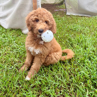 Goldendoodles for sale, Goldendoodle puppies for sale, Goldendoodle for sale, Goldendoodle pups near me, Goldendoodles for sale near me, Goldendoodles for sale in Texas, Goldendoodles for sale in North Texas, Goldendoodles for sale in Louisiana, Goldendoodles for sale in West Texas, Goldendoodles for sale in Pearland, Goldendoodles for sale in Katy Texas, Puppies for sale near me, Goldendoodle puppies for adoption near me, Goldendoodles for adoption in Houston Texas, Goldendoodle puppies for sale in Houston Texas, Goldendoodles for sale in Houston Texas, F1B Goldendoodle puppies for sale in Houston Texas, F1BB Goldendoodle puppies for sale in Houston Texas, Mini Goldendoodles for sale in Houston Texas, Medium Goldendoodles for sale in Houston Texas, Red Goldendoodles for sale in Houston Texas, Brown Goldendoodles for sale in Houston Texas, Golden Doodles for sale in Houston Texas, Goldendoodle puppies for sale in Austin Texas, Goldendoodles for sale in Austin Texas, Mini Goldendoodles for sale in Austin Texas, Medium Goldendoodles for sale in Austin Texas, Red Goldendoodles for sale in Austin Texas, Brown Goldendoodles for sale in Austin Texas, Golden Doodles for sale in Austin Texas, Goldendoodle puppies for sale in Dallas Texas, Goldendoodles for sale in Dallas Texas, Mini Goldendoodles for sale in Dallas Texas, Red Goldendoodles for sale in Dallas Texas, Brown Goldendoodle puppies for sale in Dallas Texas, F1BB Goldendoodles for sale in Dallas Texas, Medium Goldendoodles for sale in El Paso Texas, Medium Goldendoodles for sale in West Texas, Medium Goldendoodles for sale in Texas, Goldendoodles for sale in Pearland Texas, Goldendoodles for sale in Katy Texas, Medium Goldendoodles for sale in Nebraska, Medium Goldendoodles for sale in Nashville, Mini Goldendoodles for sale, Mini Goldendoodles for sale near me, Small Goldendoodles for sale near me, Medium Goldendoodles for sale, Petite Goldendoodles for sale, Standard Goldendoodles for sale, F1B Goldendoodle puppies for sale, F1BB Goldendoodle puppies for sale, F1B Goldendoodles for sale, F1BB Goldendoodles for sale, F1B vs F1BB Goldendoodle, F1B or F1BB Goldendoodle, Red Goldendoodle puppies, Red Goldendoodles for sale, Red Goldendoodles for sale in Texas, Red Goldendoodles for sale in Houston Texas, Red Goldendoodles for sale in Dallas Texas, Red Goldendoodles for sale in Austin Texas, Brown Goldendoodle puppies, Brown Goldendoodles for sale, Brown Goldendoodles for sale in Houston Texas, Brown Goldendoodles for sale in Austin Texas, Brown Goldendoodle puppies for sale in Dallas Texas, Tuxedo Goldendoodles for sale, Parti Goldendoodles for sale, Green-eyed Goldendoodle puppies, Goldendoodle breeders, Goldendoodle breeders near me, Goldendoodle breeders in Texas, Best Goldendoodle breeders, Best Goldendoodle breeder in Texas, Good Goldendoodle breeders near me, Goldendoodle studs, Goldendoodle studs near me, Goldendoodle studs in Texas, Goldendoodle studs in Austin Texas, Goldendoodle studs in Dallas Texas, Goldendoodle studs in Waco Texas, Goldendoodle studs in Arizona, Goldendoodle studs in Florida, Goldendoodle studs in New Mexico, Goldendoodle studs in Nebraska, Goldendoodle studs in California, Goldendoodle studs in New York, Mini Goldendoodle studs, Mini Goldendoodle studs in Texas, Medium Goldendoodle studs, Standard Goldendoodle studs, Petite Goldendoodle studs, Tuxedo Goldendoodle studs, Parti Goldendoodle studs, Goldendoodle studs with OFA, Goldendoodle studs with OFA and Embark, Embarked Goldendoodle studs, Embarked Goldendoodle studs in Texas, Health-tested Goldendoodle studs, Goldendoodle sires, The best Goldendoodle studs, Breed my female Goldendoodle, Red Poodles for sale, Red Poodles for sale near me, Red Poodles for sale in Houston Texas, Red Poodles for sale in Dallas Texas, Poodle mixes for sale near me, Poodle groomers near me, Best Poodle groomer in Houston Texas, Hypoallergenic puppies for sale, Hypoallergenic puppies for sale in Houston Texas, Hypoallergenic puppies for sale in Austin Texas, Non-shedding puppies for sale, Non-shedding puppies for sale in Austin Texas, Non-shedding puppies for sale in Houston Texas, Goldendoodle groomers, Goldendoodle groomers near me, Best Goldendoodle groomer in Houston, Best Goldendoodle groomer in Houston Texas, Groomers in Houston, Best Houston groomers, Goldendoodle daycares near me, Golden Retriever for sale near me, Red puppies for sale, Golden Doodles for sale, Golden Doodles for sale near me, Golden Doodle puppies for sale