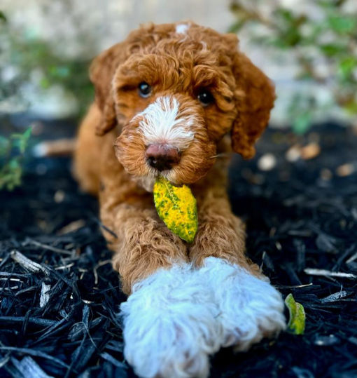 Goldendoodle puppies for sale in Houston, Texas 
Mini Goldendoodle puppies for sale in Austin, Texas 
Goldendoodle puppies for sale in Baton Rouge 
Goldendoodle puppies for sale in Katy, Texas 
Goldendoodle puppies for sale in the woodlands 
Goldendoodle puppies for sale in Dallas 
Goldendoodle puppies for sale in Fort Worth 
Goldendoodle puppies for sale in Austin Texas, Goldendoodles for sale, Goldendoodle puppies for sale in Austin Texas, Goldendoodle puppies for sale in Dallas Texas,
Goldendoodle puppies for sale in Houston Texas, F1b goldendoodle puppies for sale in Houston Texas, F1bb Goldendoodle puppies for sale in Houston Texas, Mini Goldendooodles for sale in Houston Texas, Mini Goldendoodles for sale in Austin Texas, Mini Goldendoodles for sale in Dallas Texas, F1bb Goldendoodles for sale in Dallas, F1bb Goldendoodles for sale in Austin Texas, Red Goldendoodles for sale in Houston, Red Goldendoodles for sale in Dallas, Red Goldendoodles for sale in Austin Texas, Brown Goldendoodles for sale in Austin Texas, Brown Goldendoodle puppies for sale in Dallas, Brown Goldendoodles for sale in Houston Texas, Red poodles for sale in Dallas Texas, Red Poodles for sale near me, Red poodles for sale in Houston Texas, Red poodles for sale in Houston Texas, Golden retriever for sale near me, Poodle mixes for sale near me, Small Goldendoodles for sale near me, Goldendoodle puppies for adoption near me, Goldendoodles for adoption in Houston Texas, puppies for sale near me, Hypoallergenic puppies for sale in Houston, Hypoallergenic puppies for sale in Austin Texas, Non shedding puppies for sale in Austin Texas, Non shedding puppies for sale in Houston Texas, Golden doodles for sale near me, Golden doodles for sale in Houston Texas, Goldendoodle pups near me, Goldendoodle breeders in Texas, Best Goldendoodle breeder in Texas, Goldendoodles for sale in Louisiana, Tuxedo Goldendoodles for sale, Parti Goldendoodles for sale, Goldendoodles for sale in Texas, Red Goldendoodles for sale in Texas, Green eye Goldendoodle puppies for sale in Texas, Good Goldendoodle breeders near me, Goldendoodle groomers near me, Best Goldendoodle groomer in Houston, Best poodle groomer in Houston Texas, Groomers in Houston, Best Houston groomers, Goldendoodle daycares near me, , Best Goldendoodle breeders, F1b or F1bb Goldendoodle, Red Goldendoodle puppies, brown Goldendoodle puppies, Goldendoodles for sale, Goldendoodle puppies for sale in Austin Texas, Goldendoodle puppies for sale in Dallas Texas,
Goldendoodle puppies for sale in Houston Texas, F1b goldendoodle puppies for sale in Houston Texas, F1bb Goldendoodle puppies for sale in Houston Texas, Mini Goldendooodles for sale in Houston Texas, Mini Goldendoodles for sale in Austin Texas, Mini Goldendoodles for sale in Dallas Texas, F1bb Goldendoodles for sale in Dallas, F1bb Goldendoodles for sale in Austin Texas, Red Goldendoodles for sale in Houston, Red Goldendoodles for sale in Dallas, Red Goldendoodles for sale in Austin Texas, Brown Goldendoodles for sale in Austin Texas, Brown Goldendoodle puppies for sale in Dallas, Brown Goldendoodles for sale in Houston Texas, Red poodles for sale in Dallas Texas, Red Poodles for sale near me, Red poodles for sale in Houston Texas, Red poodles for sale in Houston Texas, Golden retriever for sale near me, Poodle mixes for sale near me, Small Goldendoodles for sale near me, Goldendoodle puppies for adoption near me, Goldendoodles for adoption in Houston Texas, puppies for sale near me, Hypoallergenic puppies for sale in Houston, Hypoallergenic puppies for sale in Austin Texas, Non shedding puppies for sale in Austin Texas, Non shedding puppies for sale in Houston Texas, Golden doodles for sale near me, Golden doodles for sale in Houston Texas, Goldendoodle pups near me, Goldendoodle breeders in Texas, Best Goldendoodle breeder in Texas, Goldendoodles for sale in Louisiana, Tuxedo Goldendoodles for sale, Parti Goldendoodles for sale, Goldendoodles for sale in Texas, Red Goldendoodles for sale in Texas, Green eye Goldendoodle puppies for sale in Texas, Good Goldendoodle breeders near me, Goldendoodle groomers near me, Best Goldendoodle groomer in Houston, Best poodle groomer in Houston Texas, Groomers in Houston, Best Houston groomers, Goldendoodle daycares near me, 
