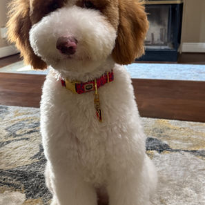 Goldendoodles for sale, Goldendoodle puppies for sale in Austin Texas, Goldendoodle puppies for sale in Dallas Texas,
Goldendoodle puppies for sale in Houston Texas, F1b goldendoodle puppies for sale in Houston Texas, F1bb Goldendoodle puppies for sale in Houston Texas, Mini Goldendooodles for sale in Houston Texas, Mini Goldendoodles for sale in Austin Texas, Mini Goldendoodles for sale in Dallas Texas, F1bb Goldendoodles for sale in Dallas, F1bb Goldendoodles for sale in Austin Texas, Red Goldendoodles for sale in Houston, Red Goldendoodles for sale in Dallas, Red Goldendoodles for sale in Austin Texas, Brown Goldendoodles for sale in Austin Texas, Brown Goldendoodle puppies for sale in Dallas, Brown Goldendoodles for sale in Houston Texas, Red poodles for sale in Dallas Texas, Red Poodles for sale near me, Red poodles for sale in Houston Texas, Red poodles for sale in Houston Texas, Golden retriever for sale near me, Poodle mixes for sale near me, Small Goldendoodles for sale near me, Goldendoodle puppies for adoption near me, Goldendoodles for adoption in Houston Texas, puppies for sale near me, Hypoallergenic puppies for sale in Houston, Hypoallergenic puppies for sale in Austin Texas, Non shedding puppies for sale in Austin Texas, Non shedding puppies for sale in Houston Texas, Golden doodles for sale near me, Golden doodles for sale in Houston Texas, Goldendoodle pups near me, Goldendoodle breeders in Texas, Best Goldendoodle breeder in Texas, Goldendoodles for sale in Louisiana, Tuxedo Goldendoodles for sale, Parti Goldendoodles for sale, Goldendoodles for sale in Texas, Red Goldendoodles for sale in Texas, Green eye Goldendoodle puppies for sale in Texas, Good Goldendoodle breeders near me, Goldendoodle groomers near me, Best Goldendoodle groomer in Houston, Best poodle groomer in Houston Texas, Groomers in Houston, Best Houston groomers, Goldendoodle daycares near me, , Best Goldendoodle breeders, F1b or F1bb Goldendoodle, Red Goldendoodle puppies, brown Goldendoodle puppies, red puppies for sale, Goldendoodle groomers, Poodle groomers near me, puppies for sale near me, goldendoodles for sale near me in texas, goldendoodles for sale in north texas, Goldendoodles for sale in Louisiana, Medium Goldendoodles for sale in Houston, Medium Goldendoodles for sale in el paso, Medium Goldendoodles for sale in Austin Texas, Medium Goldendoodles for sale in Texas, Medium Goldendoodles for sale in Nebraska, Medium Goldendoodles for sale in Nashville, Medium Goldendoodles for sale in west Texas