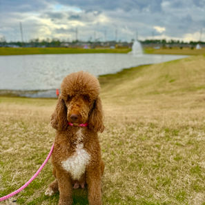 Goldendoodle puppies for sale
Goldendoodles for sale near me
Mini Goldendoodles for sale
F1/F1B Goldendoodles for sale
Standard Goldendoodles for sale
Home-raised Goldendoodle puppies
Affordable Goldendoodle puppies
Goldendoodle puppies for sale in Houston
Goldendoodle puppies for sale in Austin 
Mini Goldendoodles for sale in Austin Texas 
Mini Goldendoodles for sale in Houston Texas 
Goldendoodle puppies for sale near me 
Goldendoodle puppies for sale in Texas 
Goldendoodle puppies for sale in Houston Texas 
Goldendoodle puppies for sale in Austin Texas 
F1bb Goldendoodles for sale in Houston 
F1b Goldendoodles for sale in Austni
F1bb Goldendoodles for sale in Austin Texas 
F1b Goldendoodles for sale in Houston