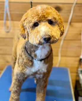 Teddy