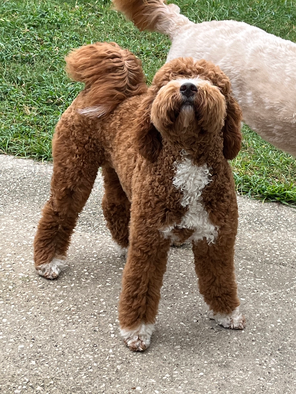 F1b Mini Goldendoodle