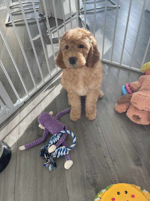 Goldendoodle puppies for sale in Houston, Texas
Goldendoodle puppies for sale in Austin Texas
Goldendoodle puppies for sale in Baton Rouge
Goldendoodle puppies for sale in Katy, Texas
Goldendoodle puppies for sale in the woodlands
Goldendoodle puppies for sale in Dallas
Goldendoodle puppies for sale in Fort Worth