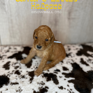 Goldendoodles for sale near me, Goldendoodles for sale near Texas, Goldendoodles for sale, Goldendoodles for sale in Houston Texas, Mini Goldendoodles for sale in Houston, Mini Goldendoodles for sale in Austin Texas, Mini Goldendoodles for sale in Dallas Texas, Mini F1b Goldendoodles for sale near me, Mini F1b Goldendoodles for sale in. Austin Texas, Standard Goldendoodles for sale in Houston, Standard Goldendoodles for sale in Austin Texas, Red Goldendoodles for sale near me, Parti Goldendoodles for sale near me, Parti Goldendoodles for sale in Texas, Tuxedo Goldendoodles for sale in Texas, Goldendoodles, brown goldendoodles for sale near me, Golden goldendoodles for sale near me, F1bb Goldendoodles for sale in Houston Texas, F1bb mini goldendoodles for sale in Houston Texas. Mini F1bb Goldendoodles for sale in Austin Texas, Cute Goldendoodle puppies for sale near me, Goldendoodle puppies for sale in Houston Texas, Mini Goldendoodle puppies for sale in Austin Texas, Goldendoodle for sale, Golden doodle for sale near me, Goldendoodles for sale near me, Goldendoodle puppies near me, Goldendoodle puppy near me, Goldendoodle red puppy for sale near me,Goldendoodles for sale in Houston Texas, Goldendoodles for sale in Austin Texas, Goldendoodle puppies for sale, Golden doodle puppies for sale near me, Doodle puppies for sale near me, Red Goldendoodles for sale near me, Red Goldendoodles for sale in Louisiana, F1b Goldendoodles for sale, F1bb goldendoodles for sale near me, Mini goldendoodles for sale near me, Medium goldendoodles for sale Houston Texas, Medium goldendoodles for sale in Katy texas, mini goldendoodles for sale in Texas, Medium goldendoodles for sale in Pearland, Mini goldendoodles for sale in Katy Texas, Mini Goldendoodles for sale in Pearland Texas, Goldendoodles for sale in Omaha Nebraska, Mini Goldendoodles for sale in Lincoln Nebraska
