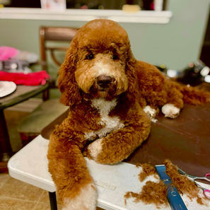 Goldendoodle puppies for sale
Goldendoodles for sale near me
Mini Goldendoodles for sale
F1/F1B Goldendoodles for sale
Standard Goldendoodles for sale
Home-raised Goldendoodle puppies
Affordable Goldendoodle puppies
Goldendoodle puppies for sale in Houston
Goldendoodle puppies for sale in Austin
Mini Goldendoodles for sale in Austin Texas
Mini Goldendoodles for sale in Houston Texas
Goldendoodle puppies for sale near me
Goldendoodle puppies for sale in Texas
Goldendoodle puppies for sale in Houston Texas
Goldendoodle puppies for sale in Austin Texas
F1bb Goldendoodles for sale in Houston
F1b Goldendoodles for sale in Austni
F1bb Goldendoodles for sale in Austin Texas
F1b Goldendoodles for sale in Houston