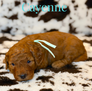 Goldendoodles for sale, Goldendoodle for sale,Goldendoodle puppies for sale, Goldendoodle for sale, Goldendoodle pups near me, Goldendoodles for sale near me, Goldendoodles for sale in Texas, Goldendoodles for sale in North Texas, Goldendoodles for sale in Louisiana, Goldendoodles for sale in West Texas, Goldendoodles for sale in Pearland, Goldendoodles for sale in Katy Texas, Puppies for sale near me, Goldendoodle puppies for adoption near me, Goldendoodles for adoption in Houston Texas, Goldendoodle puppies for sale in Houston Texas, Goldendoodles for sale in Houston Texas, F1B Goldendoodle puppies for sale in Houston Texas, F1BB Goldendoodle puppies for sale in Houston Texas, Mini Goldendoodles for sale in Houston Texas, Medium Goldendoodles for sale in Houston Texas, Red Goldendoodles for sale in Houston Texas, Brown Goldendoodles for sale in Houston Texas, Golden Doodles for sale in Houston Texas, Goldendoodle puppies for sale in Austin Texas, Goldendoodles for sale in Austin Texas, Mini Goldendoodles for sale in Austin Texas, Medium Goldendoodles for sale in Austin Texas, Red Goldendoodles for sale in Austin Texas, Brown Goldendoodles for sale in Austin Texas, Golden Doodles for sale in Austin Texas, Goldendoodle puppies for sale in Dallas Texas, Goldendoodles for sale in Dallas Texas, Mini Goldendoodles for sale in Dallas Texas, Red Goldendoodles for sale in Dallas Texas, Brown Goldendoodle puppies for sale in Dallas Texas, F1BB Goldendoodles for sale in Dallas Texas, Medium Goldendoodles for sale in El Paso Texas, Medium Goldendoodles for sale in West Texas, Medium Goldendoodles for sale in Texas, Goldendoodles for sale in Pearland Texas, Goldendoodles for sale in Katy Texas, Medium Goldendoodles for sale in Nebraska, Medium Goldendoodles for sale in Nashville, Mini Goldendoodles for sale, Mini Goldendoodles for sale near me, Small Goldendoodles for sale near me, Medium Goldendoodles for sale, Petite Goldendoodles for sale, Standard Goldendoodles for sale, F1B Goldendoodle puppies for sale, F1BB Goldendoodle puppies for sale, F1B Goldendoodles for sale, F1BB Goldendoodles for sale, F1B vs F1BB Goldendoodle, F1B or F1BB Goldendoodle, Red Goldendoodle puppies, Red Goldendoodles for sale, Red Goldendoodles for sale in Texas, Red Goldendoodles for sale in Houston Texas, Red Goldendoodles for sale in Dallas Texas, Red Goldendoodles for sale in Austin Texas, Brown Goldendoodle puppies, Brown Goldendoodles for sale, Brown Goldendoodles for sale in Houston Texas, Brown Goldendoodles for sale in Austin Texas, Brown Goldendoodle puppies for sale in Dallas Texas, Tuxedo Goldendoodles for sale, Parti Goldendoodles for sale, Green-eyed Goldendoodle puppies, Goldendoodle breeders, Goldendoodle breeders near me, Goldendoodle breeders in Texas, Best Goldendoodle breeders, Best Goldendoodle breeder in Texas, Good Goldendoodle breeders near me, Goldendoodle studs, Goldendoodle studs near me, Goldendoodle studs in Texas, Goldendoodle studs in Austin Texas, Goldendoodle studs in Dallas Texas, Goldendoodle studs in Waco Texas, Goldendoodle studs in Arizona, Goldendoodle studs in Florida, Goldendoodle studs in New Mexico, Goldendoodle studs in Nebraska, Goldendoodle studs in California, Goldendoodle studs in New York, Mini Goldendoodle studs, Mini Goldendoodle studs in Texas, Medium Goldendoodle studs, Standard Goldendoodle studs, Petite Goldendoodle studs, Tuxedo Goldendoodle studs, Parti Goldendoodle studs, Goldendoodle studs with OFA, Goldendoodle studs with OFA and Embark, Embarked Goldendoodle studs, Embarked Goldendoodle studs in Texas, Health-tested Goldendoodle studs, Goldendoodle sires, The best Goldendoodle studs, Breed my female Goldendoodle, Red Poodles for sale, Red Poodles for sale near me, Red Poodles for sale in Houston Texas, Red Poodles for sale in Dallas Texas, Poodle mixes for sale near me, Poodle groomers near me, Best Poodle groomer in Houston Texas, Hypoallergenic puppies for sale, Hypoallergenic puppies for sale in Houston Texas, Hypoallergenic puppies for sale in Austin Texas, Non-shedding puppies for sale, Non-shedding puppies for sale in Austin Texas, Non-shedding puppies for sale in Houston Texas, Goldendoodle groomers, Goldendoodle groomers near me, Best Goldendoodle groomer in Houston, Best Goldendoodle groomer in Houston Texas, Groomers in Houston, Best Houston groomers, Goldendoodle daycares near me, Golden Retriever for sale near me, Red puppies for sale, Golden Doodles for sale, Golden Doodles for sale near me, Golden Doodle puppies for sale