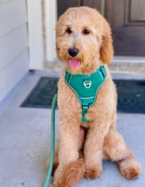 Multi Gen Medium Goldendoodle 