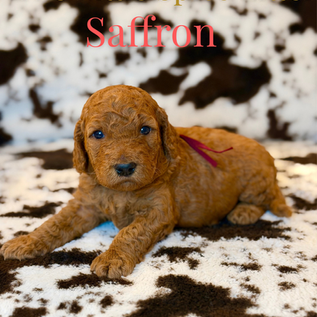 Goldendoodles for sale, Goldendoodle for sale,Goldendoodle puppies for sale, Goldendoodle for sale, Goldendoodle pups near me, Goldendoodles for sale near me, Goldendoodles for sale in Texas, Goldendoodles for sale in North Texas, Goldendoodles for sale in Louisiana, Goldendoodles for sale in West Texas, Goldendoodles for sale in Pearland, Goldendoodles for sale in Katy Texas, Puppies for sale near me, Goldendoodle puppies for adoption near me, Goldendoodles for adoption in Houston Texas, Goldendoodle puppies for sale in Houston Texas, Goldendoodles for sale in Houston Texas, F1B Goldendoodle puppies for sale in Houston Texas, F1BB Goldendoodle puppies for sale in Houston Texas, Mini Goldendoodles for sale in Houston Texas, Medium Goldendoodles for sale in Houston Texas, Red Goldendoodles for sale in Houston Texas, Brown Goldendoodles for sale in Houston Texas, Golden Doodles for sale in Houston Texas, Goldendoodle puppies for sale in Austin Texas, Goldendoodles for sale in Austin Texas, Mini Goldendoodles for sale in Austin Texas, Medium Goldendoodles for sale in Austin Texas, Red Goldendoodles for sale in Austin Texas, Brown Goldendoodles for sale in Austin Texas, Golden Doodles for sale in Austin Texas, Goldendoodle puppies for sale in Dallas Texas, Goldendoodles for sale in Dallas Texas, Mini Goldendoodles for sale in Dallas Texas, Red Goldendoodles for sale in Dallas Texas, Brown Goldendoodle puppies for sale in Dallas Texas, F1BB Goldendoodles for sale in Dallas Texas, Medium Goldendoodles for sale in El Paso Texas, Medium Goldendoodles for sale in West Texas, Medium Goldendoodles for sale in Texas, Goldendoodles for sale in Pearland Texas, Goldendoodles for sale in Katy Texas, Medium Goldendoodles for sale in Nebraska, Medium Goldendoodles for sale in Nashville, Mini Goldendoodles for sale, Mini Goldendoodles for sale near me, Small Goldendoodles for sale near me, Medium Goldendoodles for sale, Petite Goldendoodles for sale, Standard Goldendoodles for sale, F1B Goldendoodle puppies for sale, F1BB Goldendoodle puppies for sale, F1B Goldendoodles for sale, F1BB Goldendoodles for sale, F1B vs F1BB Goldendoodle, F1B or F1BB Goldendoodle, Red Goldendoodle puppies, Red Goldendoodles for sale, Red Goldendoodles for sale in Texas, Red Goldendoodles for sale in Houston Texas, Red Goldendoodles for sale in Dallas Texas, Red Goldendoodles for sale in Austin Texas, Brown Goldendoodle puppies, Brown Goldendoodles for sale, Brown Goldendoodles for sale in Houston Texas, Brown Goldendoodles for sale in Austin Texas, Brown Goldendoodle puppies for sale in Dallas Texas, Tuxedo Goldendoodles for sale, Parti Goldendoodles for sale, Green-eyed Goldendoodle puppies, Goldendoodle breeders, Goldendoodle breeders near me, Goldendoodle breeders in Texas, Best Goldendoodle breeders, Best Goldendoodle breeder in Texas, Good Goldendoodle breeders near me, Goldendoodle studs, Goldendoodle studs near me, Goldendoodle studs in Texas, Goldendoodle studs in Austin Texas, Goldendoodle studs in Dallas Texas, Goldendoodle studs in Waco Texas, Goldendoodle studs in Arizona, Goldendoodle studs in Florida, Goldendoodle studs in New Mexico, Goldendoodle studs in Nebraska, Goldendoodle studs in California, Goldendoodle studs in New York, Mini Goldendoodle studs, Mini Goldendoodle studs in Texas, Medium Goldendoodle studs, Standard Goldendoodle studs, Petite Goldendoodle studs, Tuxedo Goldendoodle studs, Parti Goldendoodle studs, Goldendoodle studs with OFA, Goldendoodle studs with OFA and Embark, Embarked Goldendoodle studs, Embarked Goldendoodle studs in Texas, Health-tested Goldendoodle studs, Goldendoodle sires, The best Goldendoodle studs, Breed my female Goldendoodle, Red Poodles for sale, Red Poodles for sale near me, Red Poodles for sale in Houston Texas, Red Poodles for sale in Dallas Texas, Poodle mixes for sale near me, Poodle groomers near me, Best Poodle groomer in Houston Texas, Hypoallergenic puppies for sale, Hypoallergenic puppies for sale in Houston Texas, Hypoallergenic puppies for sale in Austin Texas, Non-shedding puppies for sale, Non-shedding puppies for sale in Austin Texas, Non-shedding puppies for sale in Houston Texas, Goldendoodle groomers, Goldendoodle groomers near me, Best Goldendoodle groomer in Houston, Best Goldendoodle groomer in Houston Texas, Groomers in Houston, Best Houston groomers, Goldendoodle daycares near me, Golden Retriever for sale near me, Red puppies for sale, Golden Doodles for sale, Golden Doodles for sale near me, Golden Doodle puppies for sale