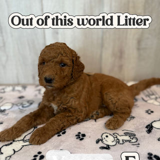 Goldendoodles for sale, Goldendoodle puppies for sale in Austin Texas, Goldendoodle puppies for sale in Dallas Texas,
Goldendoodle puppies for sale in Houston Texas, F1b goldendoodle puppies for sale in Houston Texas, F1bb Goldendoodle puppies for sale in Houston Texas, Mini Goldendooodles for sale in Houston Texas, Mini Goldendoodles for sale in Austin Texas, Mini Goldendoodles for sale in Dallas Texas, F1bb Goldendoodles for sale in Dallas, F1bb Goldendoodles for sale in Austin Texas, Red Goldendoodles for sale in Houston, Red Goldendoodles for sale in Dallas, Red Goldendoodles for sale in Austin Texas, Brown Goldendoodles for sale in Austin Texas, Brown Goldendoodle puppies for sale in Dallas, Brown Goldendoodles for sale in Houston Texas, Red poodles for sale in Dallas Texas, Red Poodles for sale near me, Red poodles for sale in Houston Texas, Red poodles for sale in Houston Texas, Golden retriever for sale near me, Poodle mixes for sale near me, Small Goldendoodles for sale near me, Goldendoodle puppies for adoption near me, Goldendoodles for adoption in Houston Texas, puppies for sale near me, Hypoallergenic puppies for sale in Houston, Hypoallergenic puppies for sale in Austin Texas, Non shedding puppies for sale in Austin Texas, Non shedding puppies for sale in Houston Texas, Golden doodles for sale near me, Golden doodles for sale in Houston Texas, Goldendoodle pups near me, Goldendoodle breeders in Texas, Best Goldendoodle breeder in Texas, Goldendoodles for sale in Louisiana, Tuxedo Goldendoodles for sale, Parti Goldendoodles for sale, Goldendoodles for sale in Texas, Red Goldendoodles for sale in Texas, Green eye Goldendoodle puppies for sale in Texas, Good Goldendoodle breeders near me, Goldendoodle groomers near me, Best Goldendoodle groomer in Houston, Best poodle groomer in Houston Texas, Groomers in Houston, Best Houston groomers, Goldendoodle daycares near me, , Best Goldendoodle breeders, F1b or F1bb Goldendoodle, Red Goldendoodle puppies, brown Goldendoodle puppies,