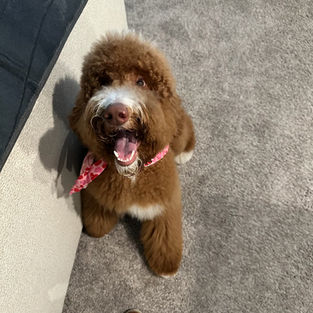 F1bb Goldendoodles for sale, F1b Goldendoodles for sale,
F1bb Goldendoodle for sale, F1b Goldendoodle for sale, F1bb Mini Goldendoodle for sale,
F1bb Mini Goldendoodles for sale,
F1b Mini Goldendoodles for sale, F1b Mini Goldendoodle for sale, Mini Goldendoodles for sale near me, Medium Goldendoodles for sale near me, Medium Goldendoodle puppies for sale near me, Standard Goldendoodles for sale near me, Tuxedo Goldendoodles for sale near me, Parti Goldendoodles for sale in Houston Texas, Goldendoodles for sale in Texas, Goldendoodle breeders in Houston Texas, Multi Gen Goldendoodles for sale near me, Doodles for sale near me, Doodle puppies for sales near me, Puppies for sale near me, Non shedding puppies for sale near me, Hypoallergenic puppies for sale near me, Goldendoodles for adoption near me, Goldendoodles for sale near me, Texas Goldendoodles for sale, Houston Goldendoodles for sale, Red Goldendoodles for sale near me