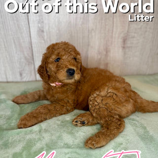 Goldendoodles for sale, Goldendoodle puppies for sale in Austin Texas, Goldendoodle puppies for sale in Dallas Texas,
Goldendoodle puppies for sale in Houston Texas, F1b goldendoodle puppies for sale in Houston Texas, F1bb Goldendoodle puppies for sale in Houston Texas, Mini Goldendooodles for sale in Houston Texas, Mini Goldendoodles for sale in Austin Texas, Mini Goldendoodles for sale in Dallas Texas, F1bb Goldendoodles for sale in Dallas, F1bb Goldendoodles for sale in Austin Texas, Red Goldendoodles for sale in Houston, Red Goldendoodles for sale in Dallas, Red Goldendoodles for sale in Austin Texas, Brown Goldendoodles for sale in Austin Texas, Brown Goldendoodle puppies for sale in Dallas, Brown Goldendoodles for sale in Houston Texas, Red poodles for sale in Dallas Texas, Red Poodles for sale near me, Red poodles for sale in Houston Texas, Red poodles for sale in Houston Texas, Golden retriever for sale near me, Poodle mixes for sale near me, Small Goldendoodles for sale near me, Goldendoodle puppies for adoption near me, Goldendoodles for adoption in Houston Texas, puppies for sale near me, Hypoallergenic puppies for sale in Houston, Hypoallergenic puppies for sale in Austin Texas, Non shedding puppies for sale in Austin Texas, Non shedding puppies for sale in Houston Texas, Golden doodles for sale near me, Golden doodles for sale in Houston Texas, Goldendoodle pups near me, Goldendoodle breeders in Texas, Best Goldendoodle breeder in Texas, Goldendoodles for sale in Louisiana, Tuxedo Goldendoodles for sale, Parti Goldendoodles for sale, Goldendoodles for sale in Texas, Red Goldendoodles for sale in Texas, Green eye Goldendoodle puppies for sale in Texas, Good Goldendoodle breeders near me, Goldendoodle groomers near me, Best Goldendoodle groomer in Houston, Best poodle groomer in Houston Texas, Groomers in Houston, Best Houston groomers, Goldendoodle daycares near me, , Best Goldendoodle breeders, F1b or F1bb Goldendoodle, Red Goldendoodle puppies, brown Goldendoodle puppies, Goldendoodle puppies for sale near me, Goldendoodle puppies for sale near me, Goldendoodles for sale in Houston, Goldendoodles for sale in el paso, Goldendoodles for sale in fort worth, Goldendoodles for sale in west Texas, Goldendoodles for sale in Mcallen, Goldendoodle puppies for sale in Mcallen Texas, Goldendoodle puppies for sale in el Paso, Goldendooles puppies for sale in Dallas Texas, Goldendoodles for sale in Texas, Puppies for sale in Texas, Puppies for sale in Texas, Puppies for sale in Louisiana