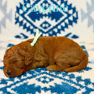 Goldendoodles for sale, Goldendoodle puppies for sale, Goldendoodle for sale, Goldendoodle pups near me, Goldendoodles for sale near me, Goldendoodles for sale in Texas, Goldendoodles for sale in North Texas, Goldendoodles for sale in Louisiana, Goldendoodles for sale in West Texas, Goldendoodles for sale in Pearland, Goldendoodles for sale in Katy Texas, Puppies for sale near me, Goldendoodle puppies for adoption near me, Goldendoodles for adoption in Houston Texas, Goldendoodle puppies for sale in Houston Texas, Goldendoodles for sale in Houston Texas, F1B Goldendoodle puppies for sale in Houston Texas, F1BB Goldendoodle puppies for sale in Houston Texas, Mini Goldendoodles for sale in Houston Texas, Medium Goldendoodles for sale in Houston Texas, Red Goldendoodles for sale in Houston Texas, Brown Goldendoodles for sale in Houston Texas, Golden Doodles for sale in Houston Texas, Goldendoodle puppies for sale in Austin Texas, Goldendoodles for sale in Austin Texas, Mini Goldendoodles for sale in Austin Texas, Medium Goldendoodles for sale in Austin Texas, Red Goldendoodles for sale in Austin Texas, Brown Goldendoodles for sale in Austin Texas, Golden Doodles for sale in Austin Texas, Goldendoodle puppies for sale in Dallas Texas, Goldendoodles for sale in Dallas Texas, Mini Goldendoodles for sale in Dallas Texas, Red Goldendoodles for sale in Dallas Texas, Brown Goldendoodle puppies for sale in Dallas Texas, F1BB Goldendoodles for sale in Dallas Texas, Medium Goldendoodles for sale in El Paso Texas, Medium Goldendoodles for sale in West Texas, Medium Goldendoodles for sale in Texas, Goldendoodles for sale in Pearland Texas, Goldendoodles for sale in Katy Texas, Medium Goldendoodles for sale in Nebraska, Medium Goldendoodles for sale in Nashville, Mini Goldendoodles for sale, Mini Goldendoodles for sale near me, Small Goldendoodles for sale near me, Medium Goldendoodles for sale, Petite Goldendoodles for sale, Standard Goldendoodles for sale, F1B Goldendoodle puppies for sale, F1BB Goldendoodle puppies for sale, F1B Goldendoodles for sale, F1BB Goldendoodles for sale, F1B vs F1BB Goldendoodle, F1B or F1BB Goldendoodle, Red Goldendoodle puppies, Red Goldendoodles for sale, Red Goldendoodles for sale in Texas, Red Goldendoodles for sale in Houston Texas, Red Goldendoodles for sale in Dallas Texas, Red Goldendoodles for sale in Austin Texas, Brown Goldendoodle puppies, Brown Goldendoodles for sale, Brown Goldendoodles for sale in Houston Texas, Brown Goldendoodles for sale in Austin Texas, Brown Goldendoodle puppies for sale in Dallas Texas, Tuxedo Goldendoodles for sale, Parti Goldendoodles for sale, Green-eyed Goldendoodle puppies, Goldendoodle breeders, Goldendoodle breeders near me, Goldendoodle breeders in Texas, Best Goldendoodle breeders, Best Goldendoodle breeder in Texas, Good Goldendoodle breeders near me, Goldendoodle studs, Goldendoodle studs near me, Goldendoodle studs in Texas, Goldendoodle studs in Austin Texas, Goldendoodle studs in Dallas Texas, Goldendoodle studs in Waco Texas, Goldendoodle studs in Arizona, Goldendoodle studs in Florida, Goldendoodle studs in New Mexico, Goldendoodle studs in Nebraska, Goldendoodle studs in California, Goldendoodle studs in New York, Mini Goldendoodle studs, Mini Goldendoodle studs in Texas, Medium Goldendoodle studs, Standard Goldendoodle studs, Petite Goldendoodle studs, Tuxedo Goldendoodle studs, Parti Goldendoodle studs, Goldendoodle studs with OFA, Goldendoodle studs with OFA and Embark, Embarked Goldendoodle studs, Embarked Goldendoodle studs in Texas, Health-tested Goldendoodle studs, Goldendoodle sires, The best Goldendoodle studs, Breed my female Goldendoodle, Red Poodles for sale, Red Poodles for sale near me, Red Poodles for sale in Houston Texas, Red Poodles for sale in Dallas Texas, Poodle mixes for sale near me, Poodle groomers near me, Best Poodle groomer in Houston Texas, Hypoallergenic puppies for sale, Hypoallergenic puppies for sale in Houston Texas, Hypoallergenic puppies for sale in Austin Texas, Non-shedding puppies for sale, Non-shedding puppies for sale in Austin Texas, Non-shedding puppies for sale in Houston Texas, Goldendoodle groomers, Goldendoodle groomers near me, Best Goldendoodle groomer in Houston, Best Goldendoodle groomer in Houston Texas, Groomers in Houston, Best Houston groomers, Goldendoodle daycares near me, Golden Retriever for sale near me, Red puppies for sale, Golden Doodles for sale, Golden Doodles for sale near me, Golden Doodle puppies for sale