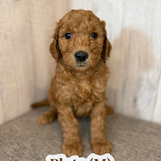 Goldendoodles for sale, Goldendoodle puppies for sale in Austin Texas, Goldendoodle puppies for sale in Dallas Texas,
Goldendoodle puppies for sale in Houston Texas, F1b goldendoodle puppies for sale in Houston Texas, F1bb Goldendoodle puppies for sale in Houston Texas, Mini Goldendooodles for sale in Houston Texas, Mini Goldendoodles for sale in Austin Texas, Mini Goldendoodles for sale in Dallas Texas, F1bb Goldendoodles for sale in Dallas, F1bb Goldendoodles for sale in Austin Texas, Red Goldendoodles for sale in Houston, Red Goldendoodles for sale in Dallas, Red Goldendoodles for sale in Austin Texas, Brown Goldendoodles for sale in Austin Texas, Brown Goldendoodle puppies for sale in Dallas, Brown Goldendoodles for sale in Houston Texas, Red poodles for sale in Dallas Texas, Red Poodles for sale near me, Red poodles for sale in Houston Texas, Red poodles for sale in Houston Texas, Golden retriever for sale near me, Poodle mixes for sale near me, Small Goldendoodles for sale near me, Goldendoodle puppies for adoption near me, Goldendoodles for adoption in Houston Texas, puppies for sale near me, Hypoallergenic puppies for sale in Houston, Hypoallergenic puppies for sale in Austin Texas, Non shedding puppies for sale in Austin Texas, Non shedding puppies for sale in Houston Texas, Golden doodles for sale near me, Golden doodles for sale in Houston Texas, Goldendoodle pups near me, Goldendoodle breeders in Texas, Best Goldendoodle breeder in Texas, Goldendoodles for sale in Louisiana, Tuxedo Goldendoodles for sale, Parti Goldendoodles for sale, Goldendoodles for sale in Texas, Red Goldendoodles for sale in Texas, Green eye Goldendoodle puppies for sale in Texas, Good Goldendoodle breeders near me, Goldendoodle groomers near me, Best Goldendoodle groomer in Houston, Best poodle groomer in Houston Texas, Groomers in Houston, Best Houston groomers, Goldendoodle daycares near me, , Best Goldendoodle breeders, F1b or F1bb Goldendoodle, Red Goldendoodle puppies, brown Goldendoodle puppies,