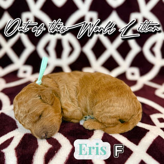 Goldendoodles for sale, Goldendoodle puppies for sale in Austin Texas, Goldendoodle puppies for sale in Dallas Texas,
Goldendoodle puppies for sale in Houston Texas, F1b goldendoodle puppies for sale in Houston Texas, F1bb Goldendoodle puppies for sale in Houston Texas, Mini Goldendooodles for sale in Houston Texas, Mini Goldendoodles for sale in Austin Texas, Mini Goldendoodles for sale in Dallas Texas, F1bb Goldendoodles for sale in Dallas, F1bb Goldendoodles for sale in Austin Texas, Red Goldendoodles for sale in Houston, Red Goldendoodles for sale in Dallas, Red Goldendoodles for sale in Austin Texas, Brown Goldendoodles for sale in Austin Texas, Brown Goldendoodle puppies for sale in Dallas, Brown Goldendoodles for sale in Houston Texas, Red poodles for sale in Dallas Texas, Red Poodles for sale near me, Red poodles for sale in Houston Texas, Red poodles for sale in Houston Texas, Golden retriever for sale near me, Poodle mixes for sale near me, Small Goldendoodles for sale near me, Goldendoodle puppies for adoption near me, Goldendoodles for adoption in Houston Texas, puppies for sale near me, Hypoallergenic puppies for sale in Houston, Hypoallergenic puppies for sale in Austin Texas, Non shedding puppies for sale in Austin Texas, Non shedding puppies for sale in Houston Texas, Golden doodles for sale near me, Golden doodles for sale in Houston Texas, Goldendoodle pups near me, Goldendoodle breeders in Texas, Best Goldendoodle breeder in Texas, Goldendoodles for sale in Louisiana, Tuxedo Goldendoodles for sale, Parti Goldendoodles for sale, Goldendoodles for sale in Texas, Red Goldendoodles for sale in Texas, Green eye Goldendoodle puppies for sale in Texas, Good Goldendoodle breeders near me, Goldendoodle groomers near me, Best Goldendoodle groomer in Houston, Best poodle groomer in Houston Texas, Groomers in Houston, Best Houston groomers, Goldendoodle daycares near me, , Best Goldendoodle breeders, F1b or F1bb Goldendoodle, Red Goldendoodle puppies, brown Goldendoodle puppies,