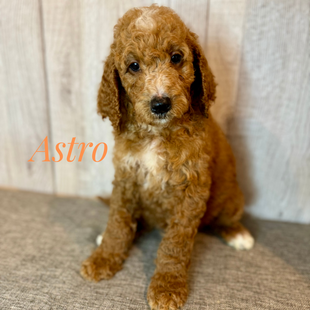 F1bb Goldendoodle for sale in Houston, F1bb Goldendoodles for sale, F1b Goldendoodles for sale,
F1bb Goldendoodle for sale, F1b Goldendoodle for sale, F1bb Mini Goldendoodle for sale,
F1bb Mini Goldendoodles for sale,
F1b Mini Goldendoodles for sale, F1b Mini Goldendoodle for sale, Mini Goldendoodles for sale near me, Medium Goldendoodles for sale near me, Medium Goldendoodle puppies for sale near me, Standard Goldendoodles for sale near me, Tuxedo Goldendoodles for sale near me, Parti Goldendoodles for sale in Houston Texas, Goldendoodles for sale in Texas, Goldendoodle breeders in Houston Texas, Multi Gen Goldendoodles for sale near me, Doodles for sale near me, Doodle puppies for sales near me, Puppies for sale near me, Non shedding puppies for sale near me, Hypoallergenic puppies for sale near me, Goldendoodles for adoption near me, Goldendoodles for sale near me, Texas Goldendoodles for sale, Houston Goldendoodles for sale, Red Goldendoodles for sale near me