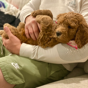 Goldendoodle puppies for sale
Goldendoodles for sale near me
Mini Goldendoodles for sale
F1/F1B Goldendoodles for sale
Standard Goldendoodles for sale
Home-raised Goldendoodle puppies
Affordable Goldendoodle puppies
Goldendoodle puppies for sale in Houston
Goldendoodle puppies for sale in Austin
Mini Goldendoodles for sale in Austin Texas
Mini Goldendoodles for sale in Houston Texas
Goldendoodle puppies for sale near me
Goldendoodle puppies for sale in Texas
Goldendoodle puppies for sale in Houston Texas
Goldendoodle puppies for sale in Austin Texas
F1bb Goldendoodles for sale in Houston
F1b Goldendoodles for sale in Austni
F1bb Goldendoodles for sale in Austin Texas
F1b Goldendoodles for sale in Houston
Goldendoodles for sale
Goldendoodles for sale in Houston Texas
Goldendoodles for sale in Austin Texas