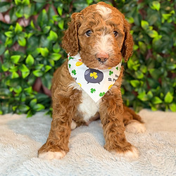 Goldendoodle Puppy.JPG