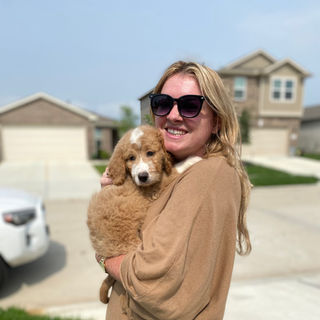 F1b Goldendoodles for sale in Houston