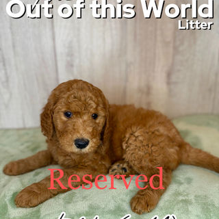 Goldendoodles for sale, Goldendoodle puppies for sale in Austin Texas, Goldendoodle puppies for sale in Dallas Texas,
Goldendoodle puppies for sale in Houston Texas, F1b goldendoodle puppies for sale in Houston Texas, F1bb Goldendoodle puppies for sale in Houston Texas, Mini Goldendooodles for sale in Houston Texas, Mini Goldendoodles for sale in Austin Texas, Mini Goldendoodles for sale in Dallas Texas, F1bb Goldendoodles for sale in Dallas, F1bb Goldendoodles for sale in Austin Texas, Red Goldendoodles for sale in Houston, Red Goldendoodles for sale in Dallas, Red Goldendoodles for sale in Austin Texas, Brown Goldendoodles for sale in Austin Texas, Brown Goldendoodle puppies for sale in Dallas, Brown Goldendoodles for sale in Houston Texas, Red poodles for sale in Dallas Texas, Red Poodles for sale near me, Red poodles for sale in Houston Texas, Red poodles for sale in Houston Texas, Golden retriever for sale near me, Poodle mixes for sale near me, Small Goldendoodles for sale near me, Goldendoodle puppies for adoption near me, Goldendoodles for adoption in Houston Texas, puppies for sale near me, Hypoallergenic puppies for sale in Houston, Hypoallergenic puppies for sale in Austin Texas, Non shedding puppies for sale in Austin Texas, Non shedding puppies for sale in Houston Texas, Golden doodles for sale near me, Golden doodles for sale in Houston Texas, Goldendoodle pups near me, Goldendoodle breeders in Texas, Best Goldendoodle breeder in Texas, Goldendoodles for sale in Louisiana, Tuxedo Goldendoodles for sale, Parti Goldendoodles for sale, Goldendoodles for sale in Texas, Red Goldendoodles for sale in Texas, Green eye Goldendoodle puppies for sale in Texas, Good Goldendoodle breeders near me, Goldendoodle groomers near me, Best Goldendoodle groomer in Houston, Best poodle groomer in Houston Texas, Groomers in Houston, Best Houston groomers, Goldendoodle daycares near me, , Best Goldendoodle breeders, F1b or F1bb Goldendoodle, Red Goldendoodle puppies, brown Goldendoodle puppies, Goldendoodle puppies for sale near me, Goldendoodle puppies for sale near me, Goldendoodles for sale in Houston, Goldendoodles for sale in el paso, Goldendoodles for sale in fort worth, Goldendoodles for sale in west Texas, Goldendoodles for sale in Mcallen, Goldendoodle puppies for sale in Mcallen Texas, Goldendoodle puppies for sale in el Paso, Goldendooles puppies for sale in Dallas Texas, Goldendoodles for sale in Texas, Puppies for sale in Texas, Puppies for sale in Texas, Puppies for sale in Louisiana