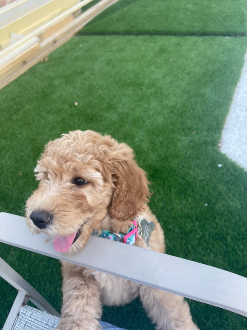 Goldendoodle puppies for sale in Houston, Texas 
Goldendoodle puppies for sale in Austin Texas 
Goldendoodle puppies for sale in Baton Rouge 
Goldendoodle puppies for sale in Katy, Texas 
Goldendoodle puppies for sale in the woodlands 
Goldendoodle puppies for sale in Dallas 
Goldendoodle puppies for sale in Fort Worth, Goldendoodles for sale, Goldendoodle puppies for sale in Austin Texas, Goldendoodle puppies for sale in Dallas Texas,
Goldendoodle puppies for sale in Houston Texas, F1b goldendoodle puppies for sale in Houston Texas, F1bb Goldendoodle puppies for sale in Houston Texas, Mini Goldendooodles for sale in Houston Texas, Mini Goldendoodles for sale in Austin Texas, Mini Goldendoodles for sale in Dallas Texas, F1bb Goldendoodles for sale in Dallas, F1bb Goldendoodles for sale in Austin Texas, Red Goldendoodles for sale in Houston, Red Goldendoodles for sale in Dallas, Red Goldendoodles for sale in Austin Texas, Brown Goldendoodles for sale in Austin Texas, Brown Goldendoodle puppies for sale in Dallas, Brown Goldendoodles for sale in Houston Texas, Red poodles for sale in Dallas Texas, Red Poodles for sale near me, Red poodles for sale in Houston Texas, Red poodles for sale in Houston Texas, Golden retriever for sale near me, Poodle mixes for sale near me, Small Goldendoodles for sale near me, Goldendoodle puppies for adoption near me, Goldendoodles for adoption in Houston Texas, puppies for sale near me, Hypoallergenic puppies for sale in Houston, Hypoallergenic puppies for sale in Austin Texas, Non shedding puppies for sale in Austin Texas, Non shedding puppies for sale in Houston Texas, Golden doodles for sale near me, Golden doodles for sale in Houston Texas, Goldendoodle pups near me, Goldendoodle breeders in Texas, Best Goldendoodle breeder in Texas, Goldendoodles for sale in Louisiana, Tuxedo Goldendoodles for sale, Parti Goldendoodles for sale, Goldendoodles for sale in Texas, Red Goldendoodles for sale in Texas, Green eye Goldendoodle puppies for sale in Texas, Good Goldendoodle breeders near me, Goldendoodle groomers near me, Best Goldendoodle groomer in Houston, Best poodle groomer in Houston Texas, Groomers in Houston, Best Houston groomers, Goldendoodle daycares near me, , Best Goldendoodle breeders, F1b or F1bb Goldendoodle, Red Goldendoodle puppies, brown Goldendoodle puppies, Goldendoodles for sale, Goldendoodle puppies for sale in Austin Texas, Goldendoodle puppies for sale in Dallas Texas,
Goldendoodle puppies for sale in Houston Texas, F1b goldendoodle puppies for sale in Houston Texas, F1bb Goldendoodle puppies for sale in Houston Texas, Mini Goldendooodles for sale in Houston Texas, Mini Goldendoodles for sale in Austin Texas, Mini Goldendoodles for sale in Dallas Texas, F1bb Goldendoodles for sale in Dallas, F1bb Goldendoodles for sale in Austin Texas, Red Goldendoodles for sale in Houston, Red Goldendoodles for sale in Dallas, Red Goldendoodles for sale in Austin Texas, Brown Goldendoodles for sale in Austin Texas, Brown Goldendoodle puppies for sale in Dallas, Brown Goldendoodles for sale in Houston Texas, Red poodles for sale in Dallas Texas, Red Poodles for sale near me, Red poodles for sale in Houston Texas, Red poodles for sale in Houston Texas, Golden retriever for sale near me, Poodle mixes for sale near me, Small Goldendoodles for sale near me, Goldendoodle puppies for adoption near me, Goldendoodles for adoption in Houston Texas, puppies for sale near me, Hypoallergenic puppies for sale in Houston, Hypoallergenic puppies for sale in Austin Texas, Non shedding puppies for sale in Austin Texas, Non shedding puppies for sale in Houston Texas, Golden doodles for sale near me, Golden doodles for sale in Houston Texas, Goldendoodle pups near me, Goldendoodle breeders in Texas, Best Goldendoodle breeder in Texas, Goldendoodles for sale in Louisiana, Tuxedo Goldendoodles for sale, Parti Goldendoodles for sale, Goldendoodles for sale in Texas, Red Goldendoodles for sale in Texas, Green eye Goldendoodle puppies for sale in Texas, Good Goldendoodle breeders near me, Goldendoodle groomers near me, Best Goldendoodle groomer in Houston, Best poodle groomer in Houston Texas, Groomers in Houston, Best Houston groomers, Goldendoodle daycares near me, 