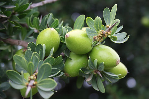 Argan fruit on tree branch in Morocco natural landscape.jpg