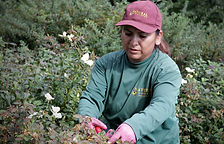 SPECIALTY PRUNNING