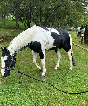 wes-grazing_orig.jpg