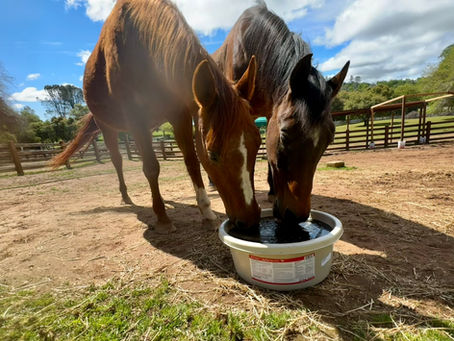 Why Every Horse Needs a Friend: The Importance of Companion Horses