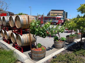 Woodside Vineyards Outdoor tasting area