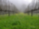 1 Fog vineyard