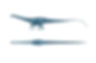 Diplodocus Skeleton-01.jpg