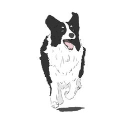 ボーダーコリー